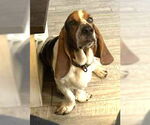 Small #3 Basset Hound