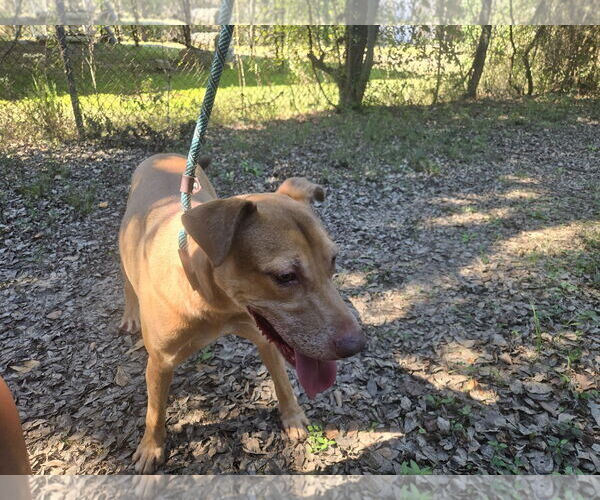 Medium Photo #2 Mutt Puppy For Sale in Jackson, MS, USA