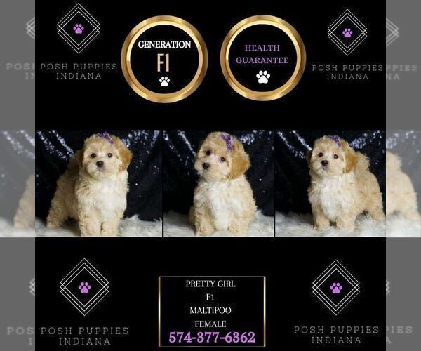 Medium Photo #6 Maltipoo Puppy For Sale in WARSAW, IN, USA