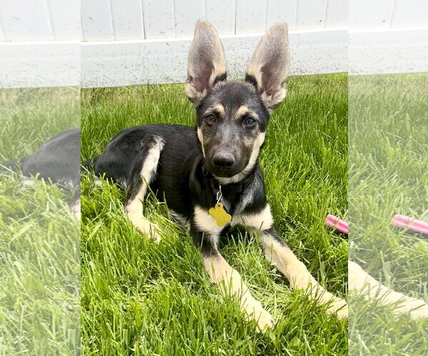 Medium Photo #2 German Shepherd Dog Puppy For Sale in Sandy, UT, USA