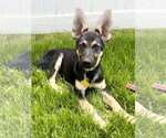 Small #1 German Shepherd Dog