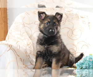 German Shepherd Dog Puppy for sale in SHILOH, OH, USA