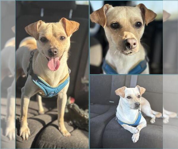 Medium Photo #3 Chihuahua-Unknown Mix Puppy For Sale in San Antonio, TX, USA