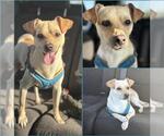 Small #2 Chihuahua Mix