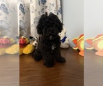 BichPoo puppies - Male Bichpoo Puppy for Sale - Photo #2