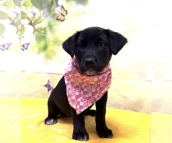 Medium Photo #1 Labsky Puppy For Sale in Springdale, PA, USA