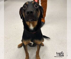 Wallace - Male Black and Tan Coonhound-Unknown Mix Dog for Adoption - Photo #3