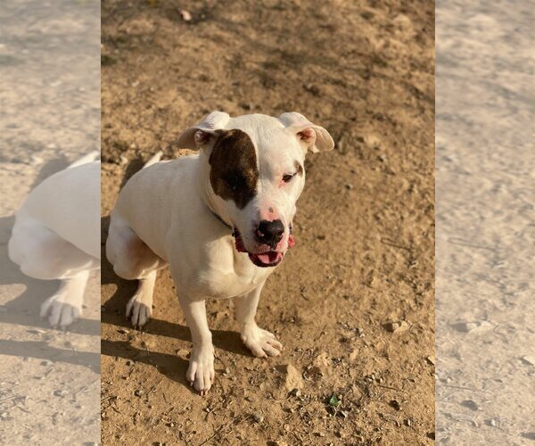 Medium Photo #6 American Pit Bull Terrier-Huskies  Mix Puppy For Sale in Lewistown, PA, USA
