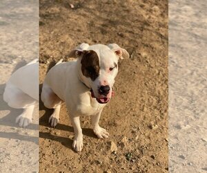 Rex - Male American Pit Bull Terrier-Siberian Husky Mix Dog for Adoption - Photo #6