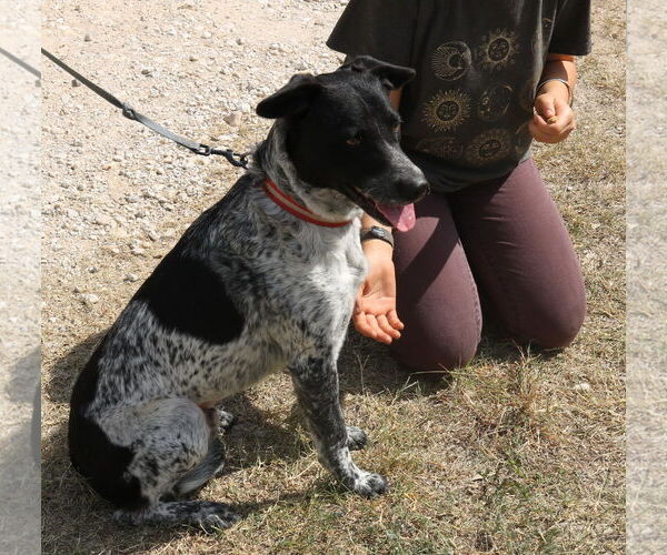 Medium Photo #2 German Shepherd Dog-German Shorthaired Pointer Mix Puppy For Sale in Bandera, TX, USA
