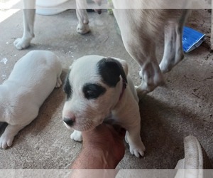 American Staffordshire Terrier-Dogo Argentino Mix Puppy for sale in CANTON, TX, USA