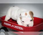Small Photo #6 English Bulldog Puppy For Sale in CARY, NC, USA