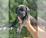 Small Photo #4 Cane Corso Puppy For Sale in PORTERVILLE, CA, USA