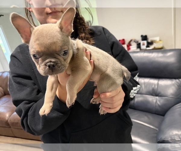 Medium Photo #5 French Bulldog Puppy For Sale in SACRAMENTO, CA, USA