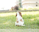 Small Photo #8 Cavalier King Charles Spaniel Puppy For Sale in WARSAW, IN, USA