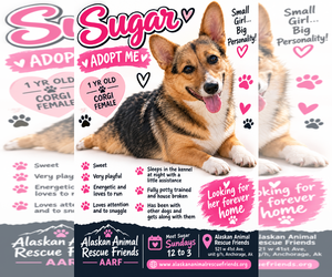Mutt Dogs for adoption in Anchorage, AK, USA
