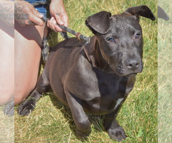 Medium Photo #7 American Staffordshire Terrier-Boxer Mix Puppy For Sale in Huntley, IL, USA