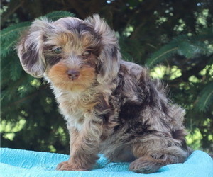 Cavapoo Puppy for sale in THORP, WI, USA