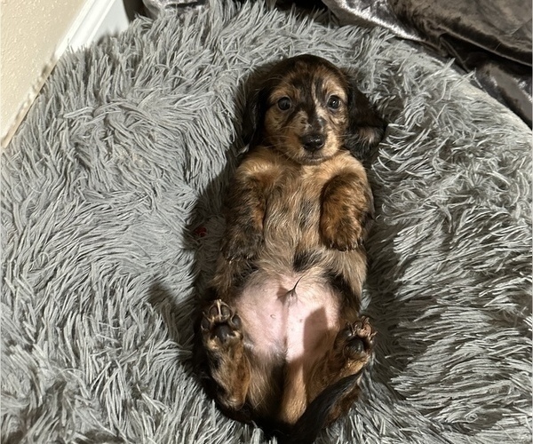 Medium Photo #10 Dachshund Puppy For Sale in HOUSTON, TX, USA