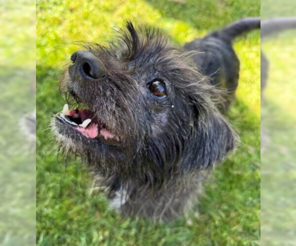 Medium Photo #4 Lhasa Apso-Unknown Mix Puppy For Sale in Ventura, CA, USA
