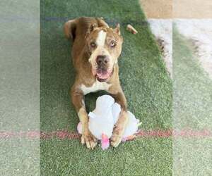 Calvin - Male American Staffordshire Terrier-Unknown Mix Dog for Adoption - Photo #2