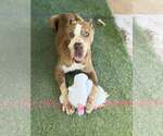 Small #1 American Staffordshire Terrier-Great Dane Mix