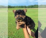 Puppy Beauty Yoranian