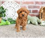 Small #13 Poodle (Miniature)