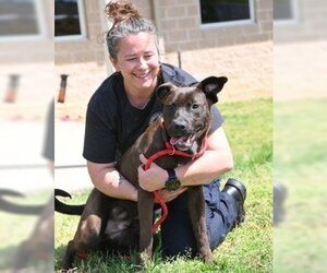 Labrador Retriever-Unknown Mix Dogs for adoption in Glen Allen, VA, USA