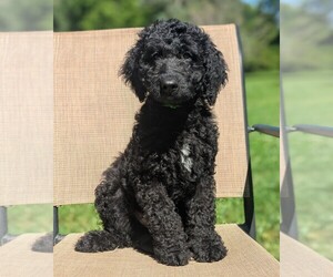 Goldendoodle Puppy for sale in MIDLAND, NC, USA