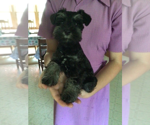 Medium Photo #12 Schnauzer (Miniature) Puppy For Sale in MIDDLEFIELD, OH, USA