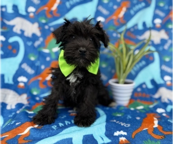 Medium Photo #5 Schnauzer (Miniature) Puppy For Sale in LAKELAND, FL, USA