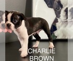 Puppy Charlie Brown Boston Terrier