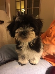 Havanese Puppy for sale in NORTHVILLE, MI, USA
