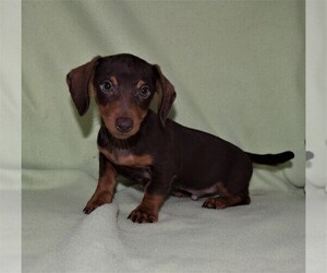 Dachshund Puppy for sale in BARNESVILLE, KS, USA