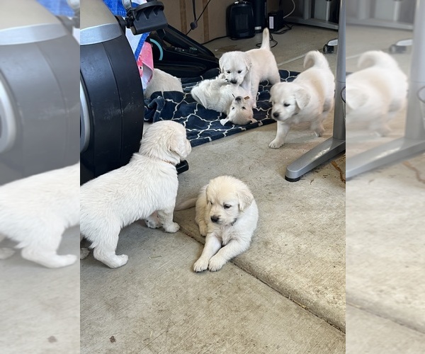 Medium Photo #20 Golden Retriever Puppy For Sale in WILTON, CA, USA