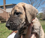 Small Photo #2 Great Dane Puppy For Sale in COMMERCE, MI, USA