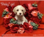 Small Photo #15 Goldendoodle Puppy For Sale in MANSFIELD, TX, USA