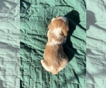 Small Photo #23 Brittany Puppy For Sale in FISHER, IL, USA