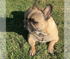 Mother of the French Bulldog puppies born on 09/09/2022