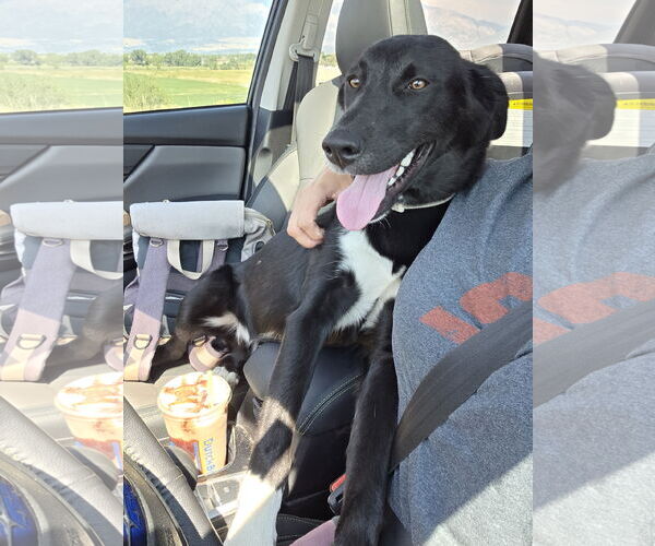 Medium Photo #2 Huskies -Unknown Mix Puppy For Sale in MIDWAY, UT, USA