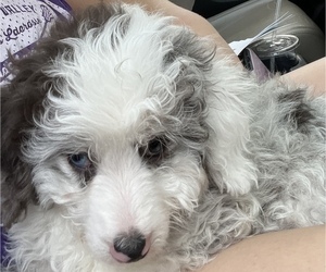 Aussiedoodle Miniature  Puppy for Sale in HARDY, Virginia USA