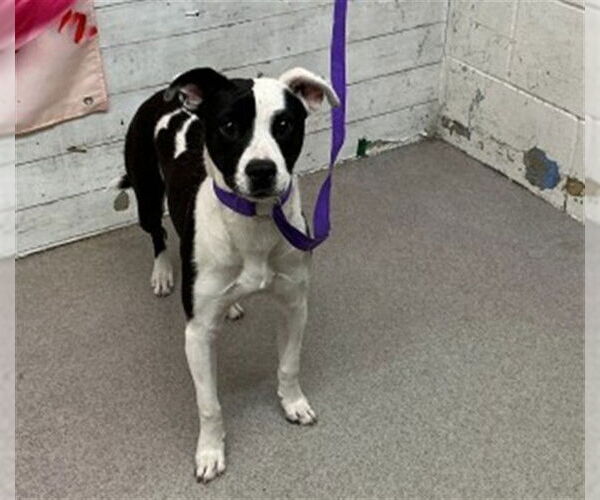 Medium Photo #1 Mutt Puppy For Sale in San Bernardino, CA, USA