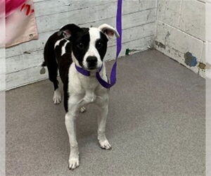 Mutt Dogs for adoption in San Bernardino, CA, USA