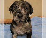 Small Photo #5 American Staffordshire Terrier-Labrador Retriever Mix Puppy For Sale in Fargo, ND, USA