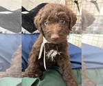 Puppy Winston Miniature Labradoodle