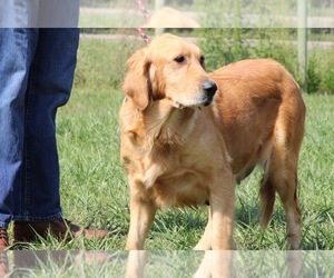 Mother of the Golden Retriever puppies born on 10/18/2025