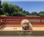 Small Photo #20 Golden Retriever Puppy For Sale in AUSTIN, KY, USA