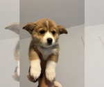 Small #1 Pembroke Welsh Corgi