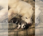 Small Photo #9 Alaskan Malamute Puppy For Sale in FREDERICK, MD, USA